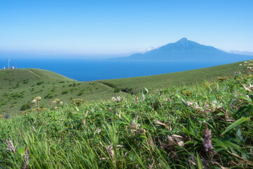 Fototapeta premium Scenic Overlook of Mount Rishiri Peak Across Deep Blue Sea with Blooming White Angelica Wildflowers on Rebun Island Coast, Hokkaido, Japan
