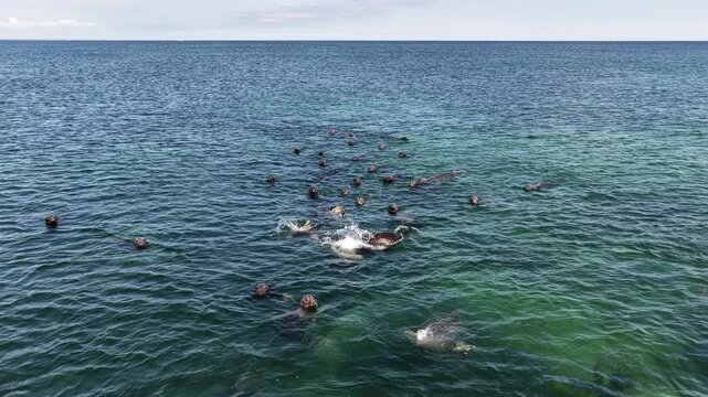 colony of seals on north light beach in block island rhode island