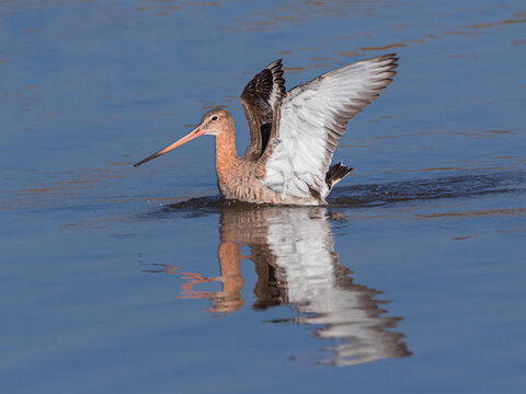 Stunning close-up action shot of a Black-tailed Godwit (Limosa limosa) with open wings splashing on a calm blue water surface with a clear reflection.