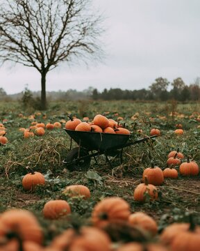 Rustic Autumn Farm Photography of Black Wheelbarrow Full of Pumpkins in Pumpkin Patch Field