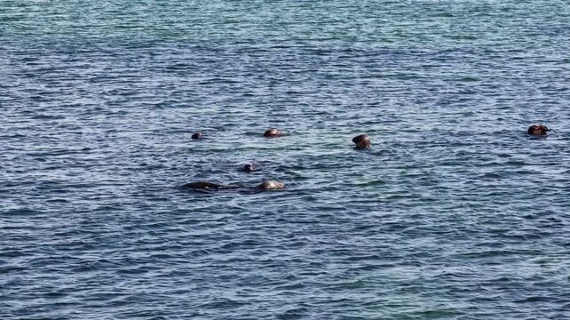 colony of seals on north light beach in block island rhode island