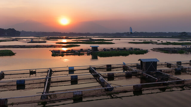 Aerial view of Cengklik Reservoir featuring fish farming cages at sunset with Mount Merapi and Mount Merbabu in the background in Ngemplak, Central Java, Indonesia.