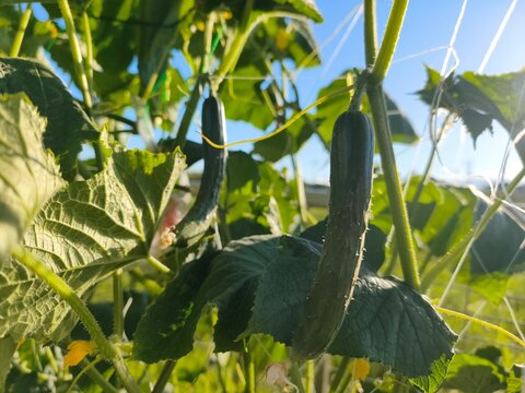 Cucumber growing on a vine among green leaves in a summer garden