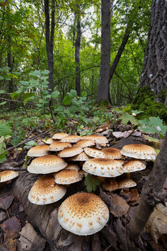 Pholiota squarroides salycap  mushroom on forest floor