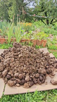 Pile of horsehit and the vegetable garden it is improving the earth for