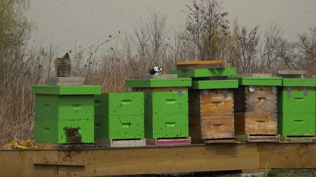 A large swarm of honeybees flies actively around a row of vibrant green and wood hive boxes on a wooden platform during a spring day.