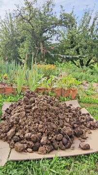 Vegetable garden with pile of manure in front to prepare the earth