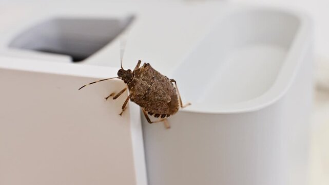 Brown stink bug crawling on white surface