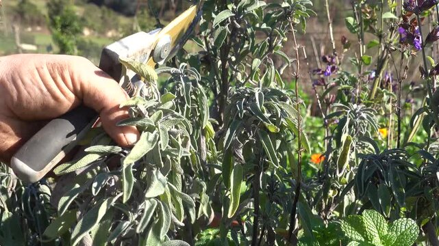 Farmer's hands using pruning shears for harvesting a fresh sage branch in an organic garden