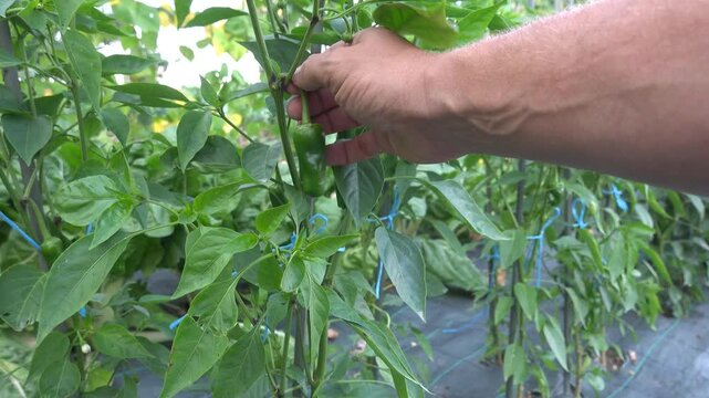 Farmer's hand carefully harvesting a fresh green padron pepper from the plant in a lush vegetable garden