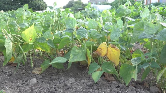 Low angle shot of green bean plants with foliage and pods moving in a soft summer breeze in a vegetable garden