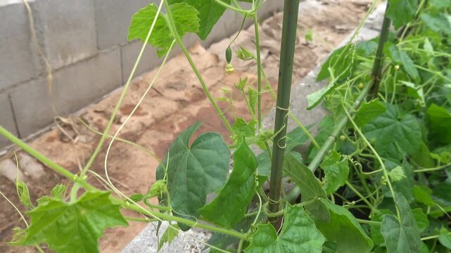 Close-up view of a lush melothria scabra plant, also known as mouse melon, climbing up a bamboo stick in a vegetable garden