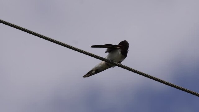 Barn swallow perched on wire against a natural sky background