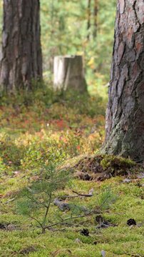 Vertical video of an autumn forest on a windy, sunny day.