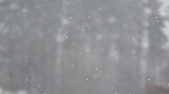 Bright flakes appear at varied depths against blurred trees, giving the frame a dreamy natural shimmer. This footage works for celebration media, winter promotions, cards and decorative backgrounds.