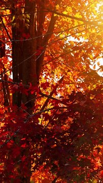 Background of maple trees with colorful autumn leaves blowing in a gentle breeze. Vertical video.