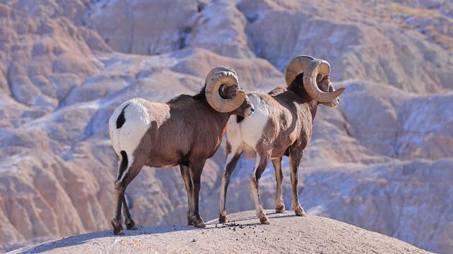 Wild Bighorn Sheep in the rugged landscape of Badlands National Park, South Dakota in the winter.