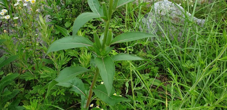 Common evening primrose Oenothera biennis plant