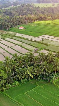 Flying over the beautiful landscape of Bali Indonesia at dawn. Vertical Video.