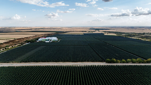 Aerial view of the Deuric winery and extensive vineyards in the rural landscape of Mala Remeta, Vojvodina, Serbia.