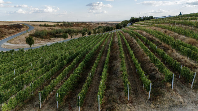 Aerial view of Deuric winery vineyards with rows of grapevines stretching across the rolling hills of Mala Remeta, Vojvodina, Serbia.