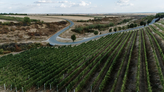 Aerial view of the Deuric winery vineyards with rows of grapevines, a winding asphalt road, and rolling hills in the rural landscape of Mala Remeta, Vojvodina, Serbia.