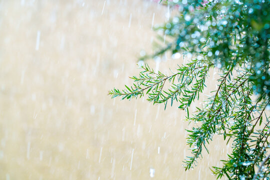 Green tree branches under heavy tropical rain. Close-up of wet leaves with falling rain droplets and blurred bokeh background. Refreshing natural scene during a summer storm or monsoon season.