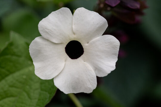 Thunbergia alata White Flower with Dark Purple-Black Throat, Acanthaceae