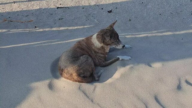 Stray dog resting on a sunlit sand