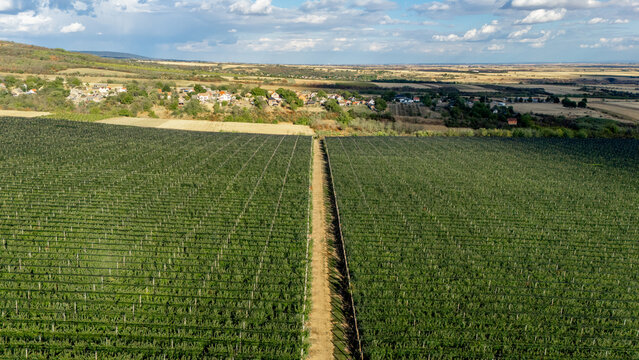 Aerial view of Deuric vineyard with lush green rows of vines, a dirt path, and the village of Mala Remeta in the background under a blue sky in Mala Remeta, Vojvodina, Serbia.