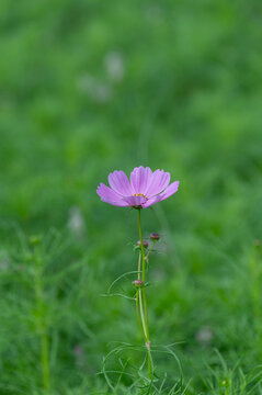 Single pink cosmos flower blooming gracefully against a soft green background in autumn