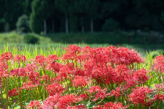 Red spider lilies blooming in cluster against green satoyama rural landscape