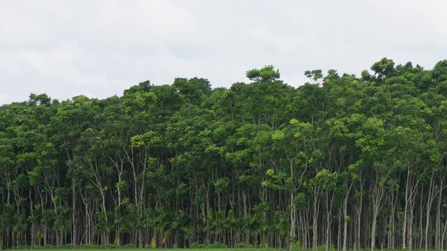 Dense eucalyptus forest with tall straight trees and lush green canopy