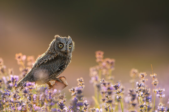 Eurasian scops owl perched on a branch among blooming purple flowers in soft golden evening light, creating a peaceful natural wildlife scene with beautiful bokeh