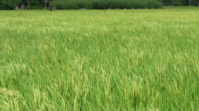 Lush green young rice paddy field with growing cereal crops