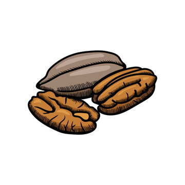 Pecan illustration engraving doodle. Pecan in shell icon