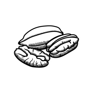 Pecan illustration engraving doodle. Pecan in shell icon