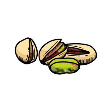 Pistachio illustration engraving doodle. Pistachio  in shell icon