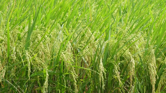 Ripening rice paddy field with golden green grains nearing harvest