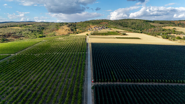 Aerial view of Deuric winery vineyards and orchards with rows of crops separated by a road in the rolling hills of Mala Remeta, Vojvodina, Serbia.