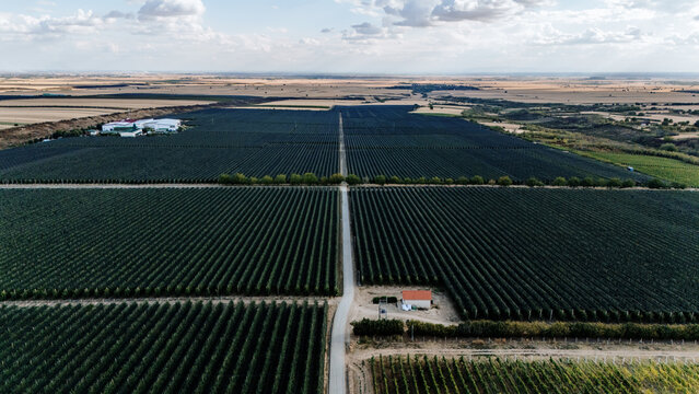 Aerial view of Deuric orchards with neatly arranged rows of fruit trees, a small white building, and expansive agricultural fields in Mala Remeta, Vojvodina, Serbia.