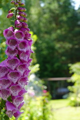 Pink foxglove flowers blooming against green garden background © Alex