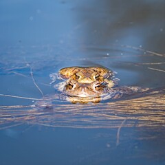 A pair of frogs in the water in spring. © Adam