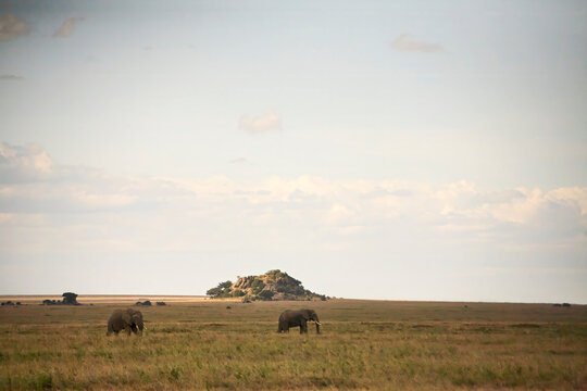 Zwei Elefanten im trockenen Grasland der Serengeti