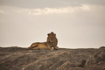 männlicher Löwe, Löwe auf Felsen, ruhend, Löwe, Serengeti, Tansania, Löwenmähne, Wildtierporträt, afrikanische Tierwelt, Großkatze, Felsformation, Löwe schaut nach vorn, Tierbeobachtung, Safari, Savan © Jane Be. The Picture