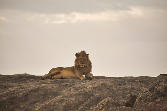 m&auml;nnlicher L&ouml;we, L&ouml;we auf Felsen, ruhend, L&ouml;we, Serengeti, Tansania, L&ouml;wenm&auml;hne, Wildtierportr&auml;t, afrikanische Tierwelt, Gro&szlig;katze, Felsformation, L&ouml;we schaut nach vorn, Tierbeobachtung, Safari, Savan