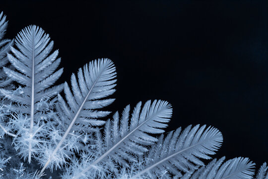 Feathery frost crystals glowing blue on dark glass