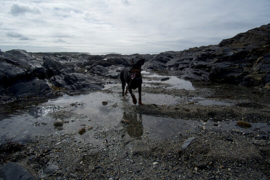Boobys Bay Cornwall UK doberman dog on a rocky beach