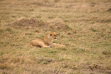 Löwe liegt seitlich im trockenen Grasland der Serengeti © Jane Be. The Picture