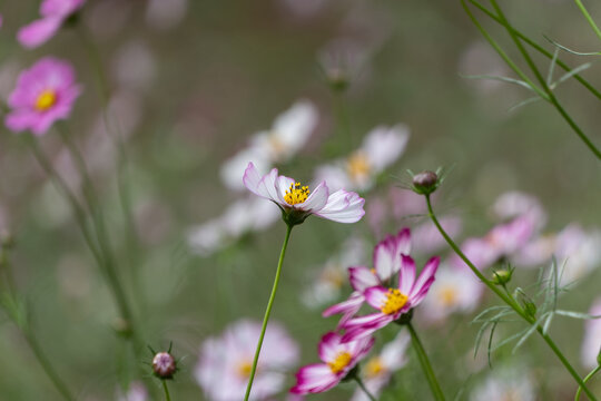 Delicate pink and white cosmos flowers blooming soft under autumn sunlight with copy space